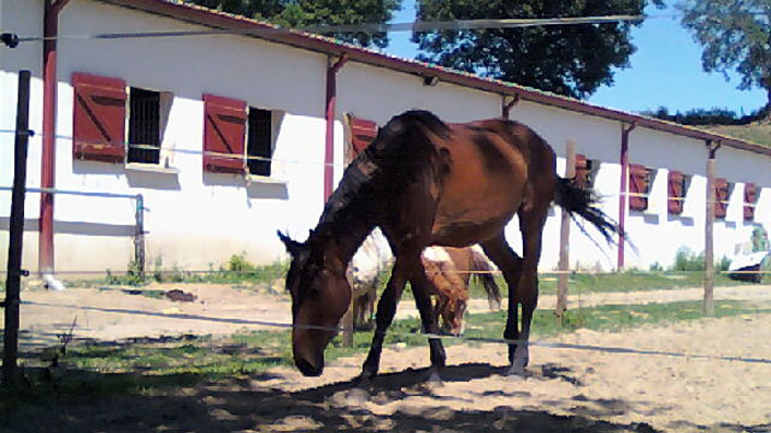 CENTRE EQUESTRE CHIBERTA