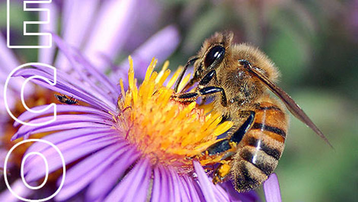 CITÉ DES ABEILLES